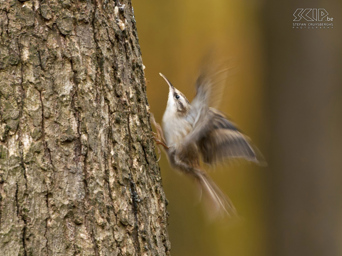 Vogels in de Ardennen - Boomkruiper Boomkruiper (Certhia familiaris) Stefan Cruysberghs